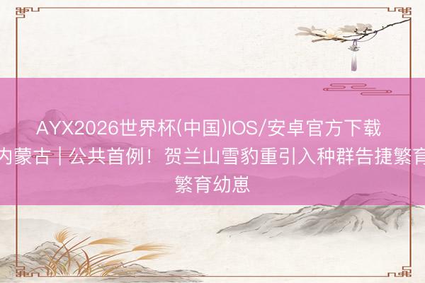 AYX2026世界杯(中国)IOS/安卓官方下载 行见内蒙古 | 公共首例！贺兰山雪豹重引入种群告捷繁育幼崽